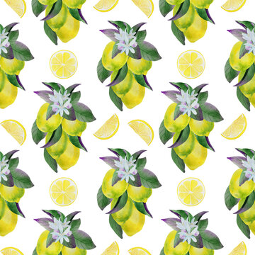 Lemon On A Branch Watercolor And Slices Seamless Pattern Hand Drawn Illustration Of Ripe Citrus Fruits With Leaves And Flowers Tropical Wallpaper And Textile Wrapping Paper And Print Stock Illustration Adobe