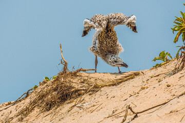Gull handstand