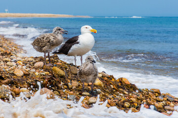 Gulls on rocky beach, Block Island, Rhode Island