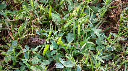 Naklejka na ściany i meble Brown frog hiding in green grass