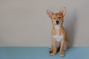 Funny portrait of terrier with fur in moulting lying down on couch. Dog in annual spring or autumn molt on blue background. Bunch of dog hair after grooming. Copy space