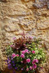 flower pots on old wall background