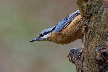 la sittelle torchepot