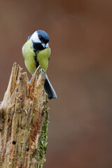 la mésange charbonnière