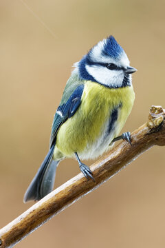 la m&eacute;sange bleue