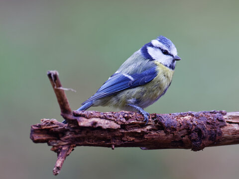 la m&eacute;sange bleue