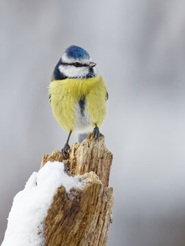 la m&eacute;sange bleue