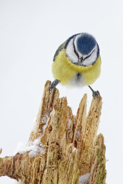 la m&eacute;sange bleue