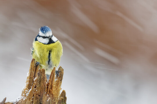 la m&eacute;sange bleue