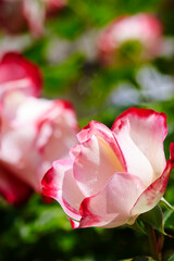 Red rose close-up in the park