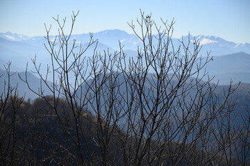 Bare bush against mountain ridge background - 481415550
