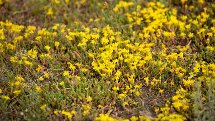 Bright summer flowers in early morning sunlight