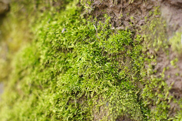 Moss on a rock with narrow depth of field