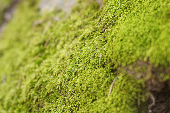 Moss On A Rock With Narrow Depth Of Field