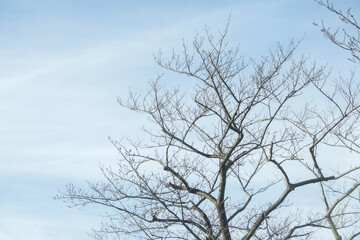 Fototapeta na wymiar 桜木の枯れ木