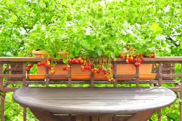 Strawberry plants with lots of ripe red strawberries in a balcony railing planter, apartment or container gardening concept.