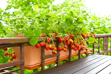 Strawberry plants with lots of ripe red strawberries in a balcony railing planter, apartment or urban gardening concept. - obrazy, fototapety, plakaty