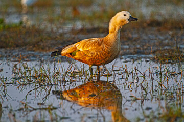 Ducks at Chilka Bird Sanctuary in Orrisa in India