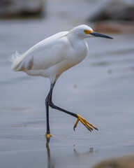 Heron walking on the beach