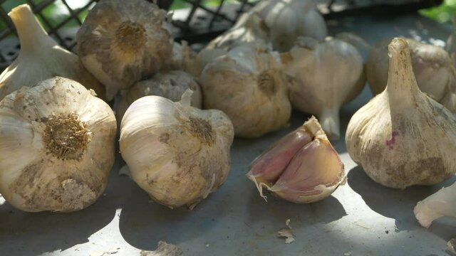 Fresh organic ripe garlic background. Harvest vegetables. Spicy culinary ingredient, healthy eating. Pungent flavor as seasoning or condiment