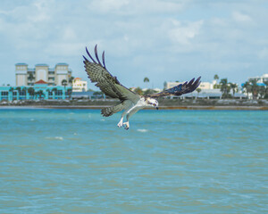 Fototapeta na wymiar Falcon flying on the beach