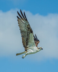 falcon gliding with outstretched wings