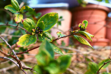 black bud plant and leaves