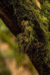 Moss on tree