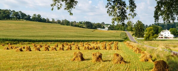 Golden Field of Wheat Shocks in Ohio's Amish Country