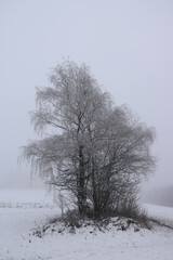 Trostlose Landschaft im Winter bei Schnee und Nebel