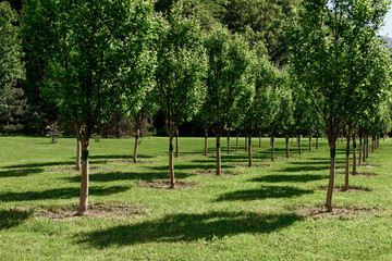 rows of trees in the garden, young well-groomed trees and green grass
