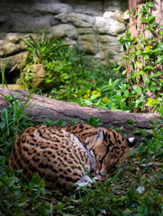 Leopardus tigrinus, ocelot resting in natural habitat 
