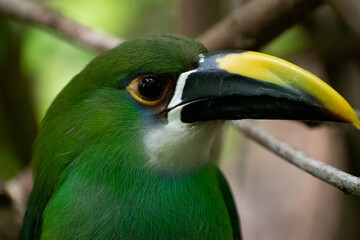 Aulacorhynchus prasinus, tucán esmeralda en hábitat natural descansando 