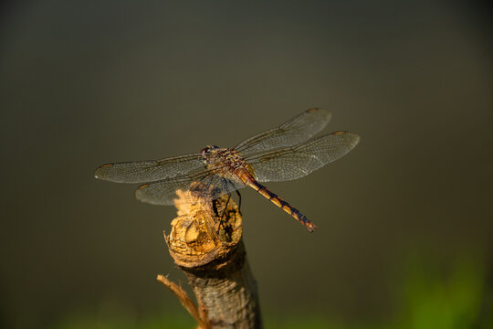 Uma libélula empoleirada em um graveto com o fundo desfocado.