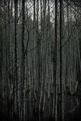 dark trees without leaves on a pond