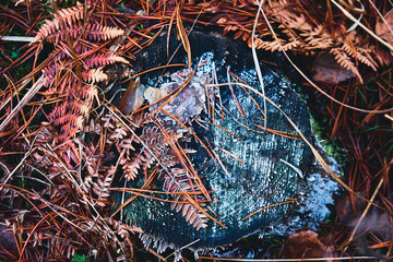 old fern leaf in a frost on a tree stump covered with fungus - Powered by Adobe