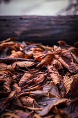 old leaves on the ground