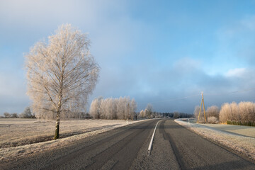 Fototapeta premium empty road on a cloudy day in winter with tree