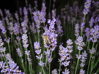 lavender and bee