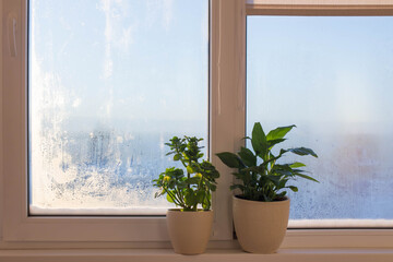 houseplants on windowsill in sunlight in winter