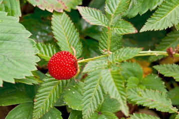 Roseleaf Bramble (Rubus rosifolius) in orchard