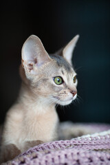 Close up portrait of abyssinian blue cat on a dark background. Curious three month old kitten of blue color with big green eyes. Pets care. World cat day. Vertical image.