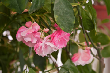 Oleander (Nerium oleander) in park, Montevideo, Uruguay