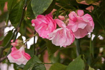 Oleander (Nerium oleander) in park, Montevideo, Uruguay
