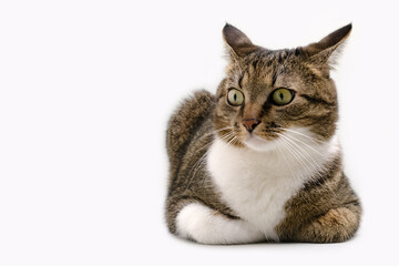 Surprised shorthair domestic tabby cat in front of gray background. Selective focus.