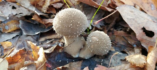 Two small fresh puffball mushrooms in the autumn forest.