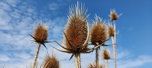 Obraz premium Large dry plants against a clear blue sky.