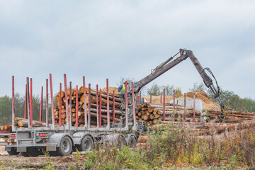 Crane loads the logs near the forest.
