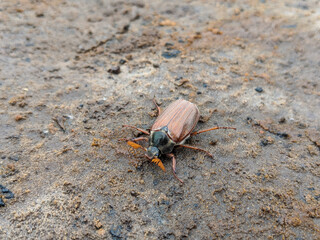 May beetle, may beetle or astrakhan beetle (Melolontha melolontha). Big brown beetle