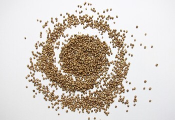 Spiral of dry coriander seeds on white background